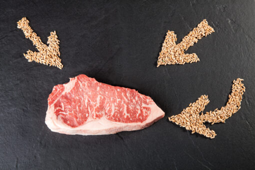 Wagyu - Das Highlight